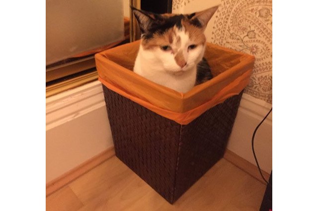 Cat sitting in a trash can.