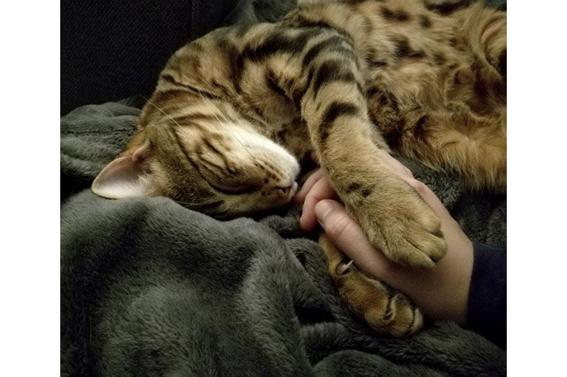 25 pets with big paws and huge mitts