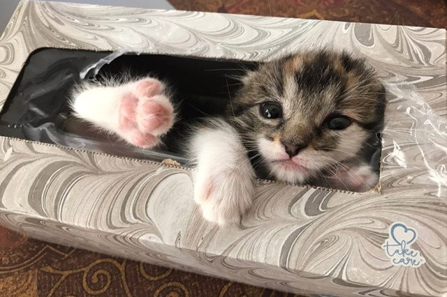 Kitten in a box of tissues.