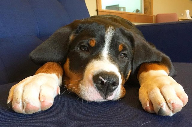 25 pets with big paws and huge mitts