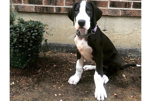 25 pets with big paws and huge mitts