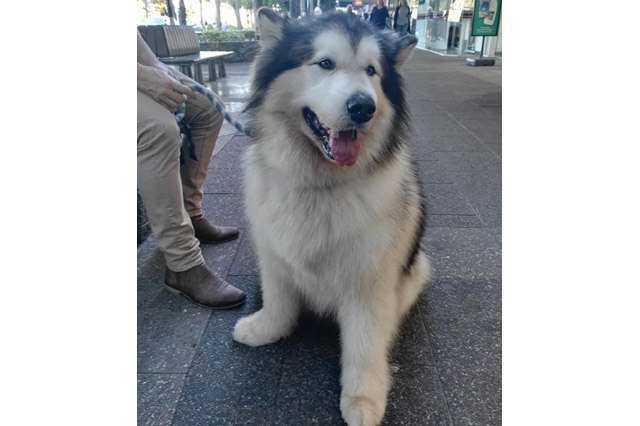 25 pets with big paws and huge mitts