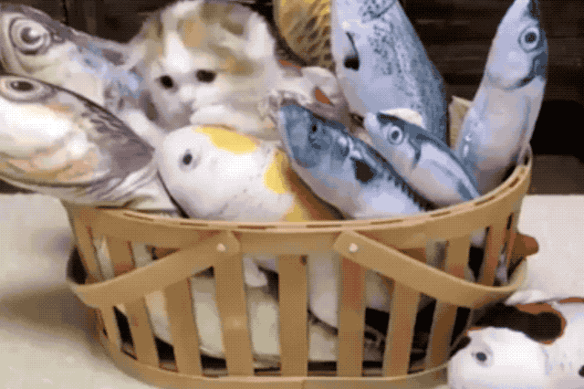 Cat in basket with plush fishes