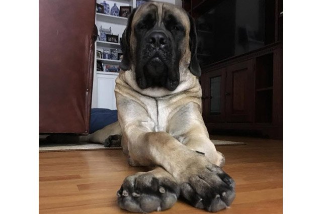25 pets with big paws and huge mitts