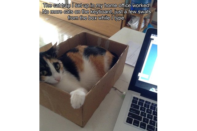 Cat sitting in a cardboard box next to a laptop.