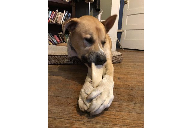 25 pets with big paws and huge mitts