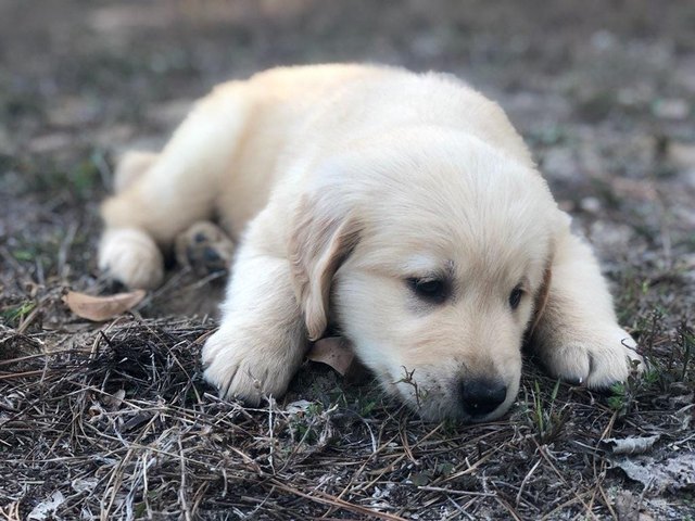 puppy named Rhombus