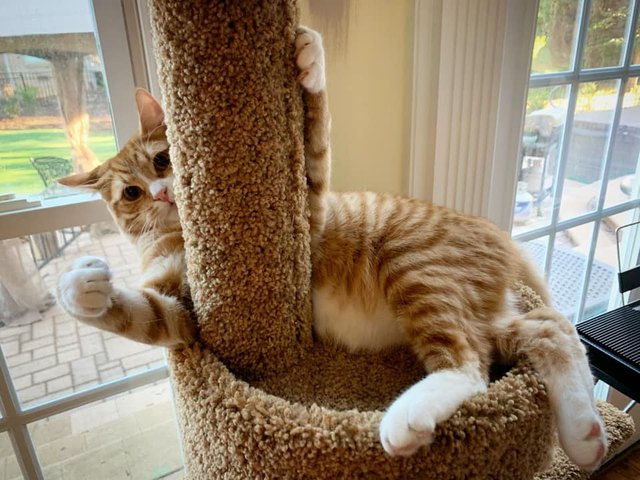 ginger cat named Captain Waffles