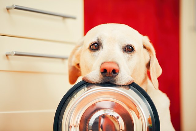 dog holding food bowl in mouth
