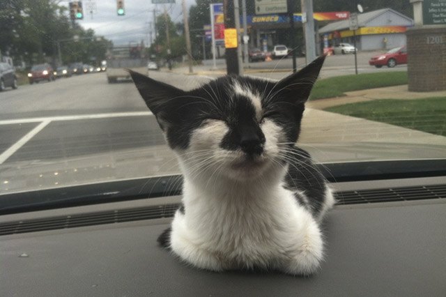 Happy rescued kitten sitting on a car's dash board