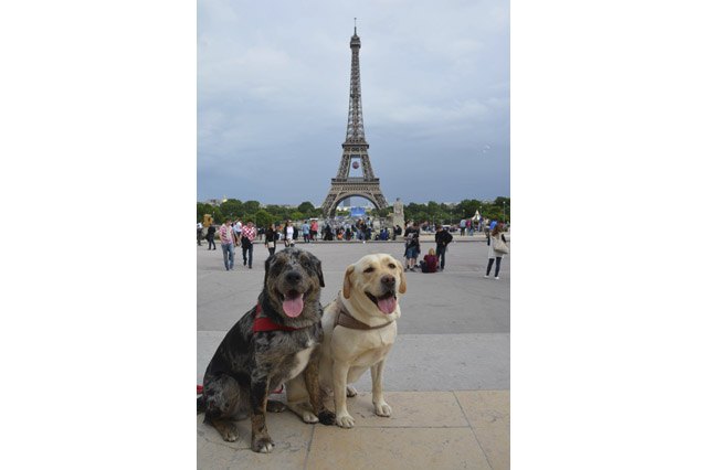 Happy dogs in front of the Eiffel tower