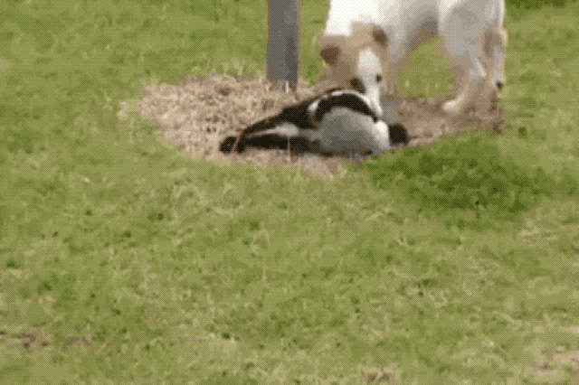 Puppy and magpie playing