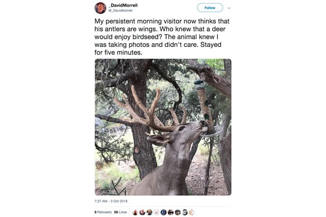 Deer eats seed from bird feeder