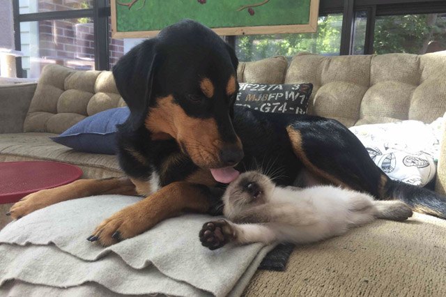 Dog grooms kitten friend
