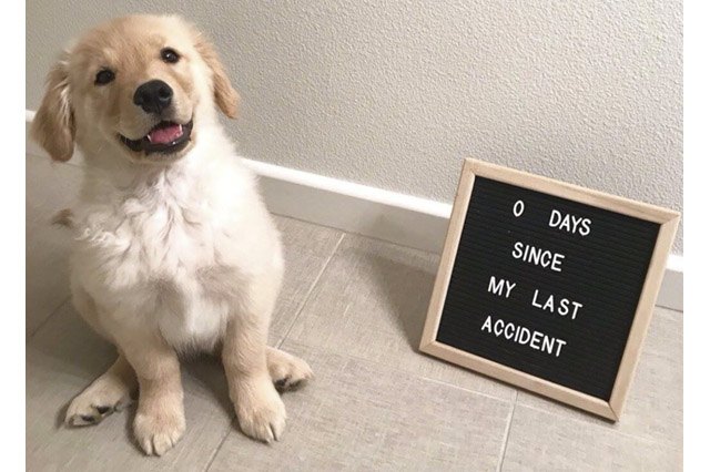 Proud puppy sitting by a sign that says "0 days since my last accident"