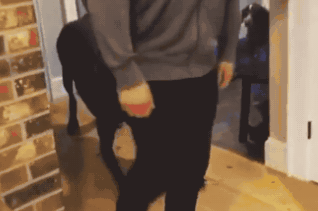 Dog mimics humans doing forward lunges