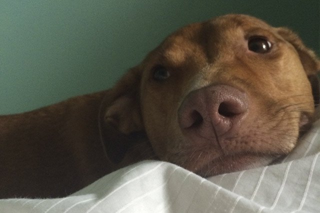 Dog waits patiently for owner to wake up