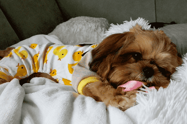 Puppy in rubber ducky pajamas