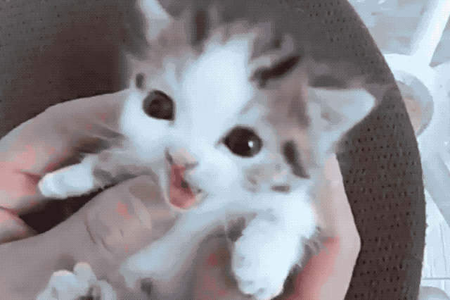 Tiny kitten in human hands meowing for attention