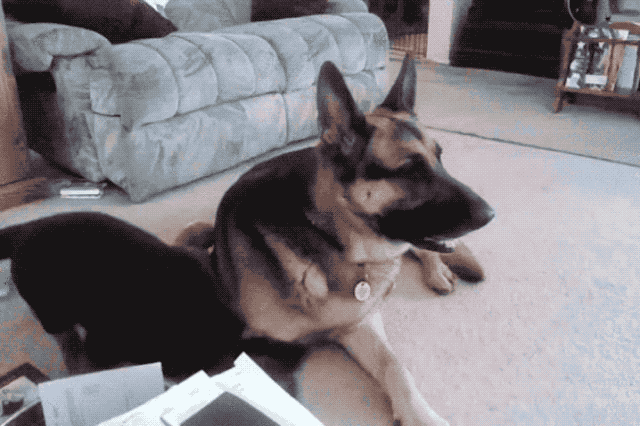 Puppy play fighting with dog dad