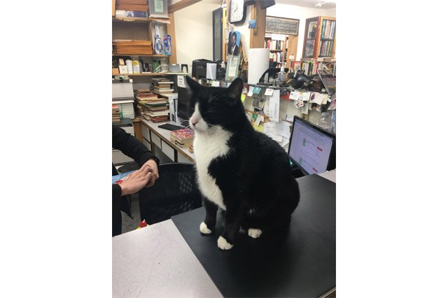 Edward Gorey bookstore cat