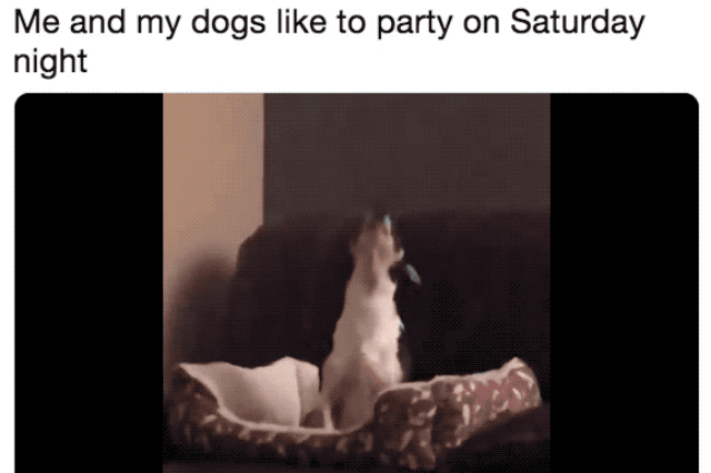Dog howling on couch with human
