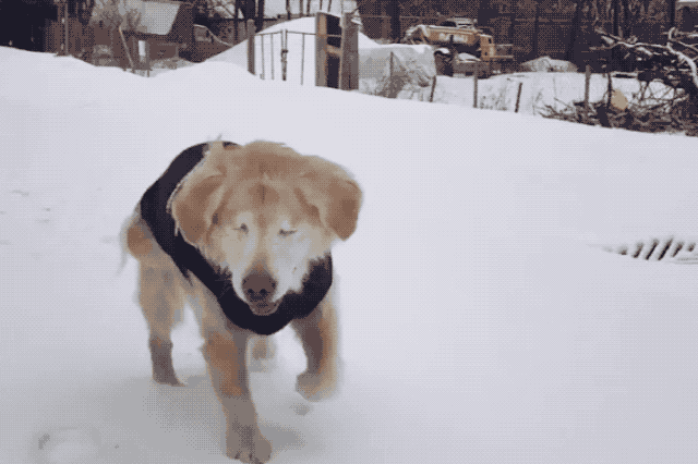 30 Dogs Who Absolutely Love Winter | Cuteness