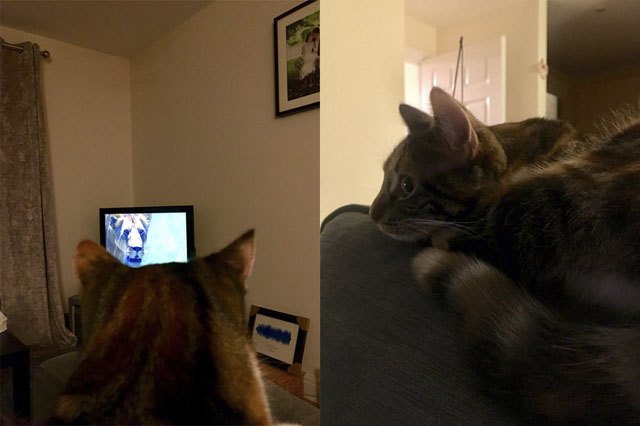 House cats fascinated by big cats on television