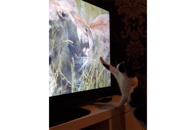 House cats fascinated by big cats on television