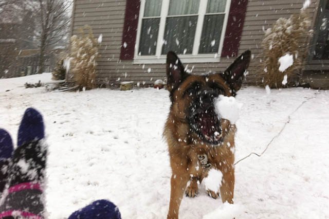 Dogs Who Absolutely Love Winter