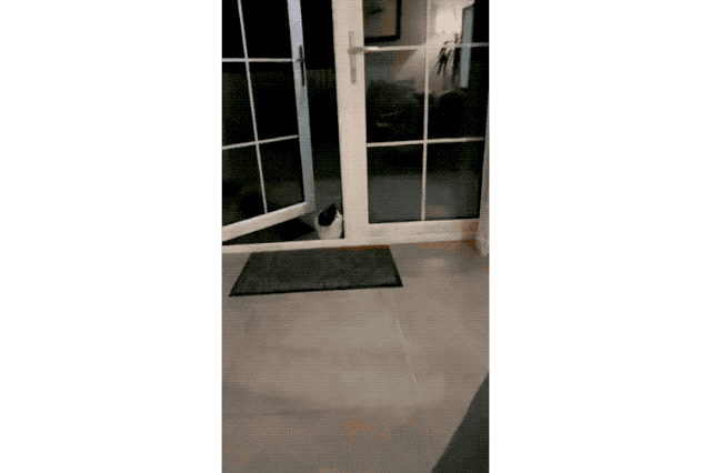 House cats fascinated by big cats on television