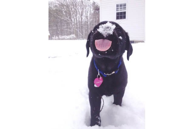 Dogs Who Absolutely Love Winter