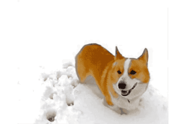 Dogs Who Absolutely Love Winter