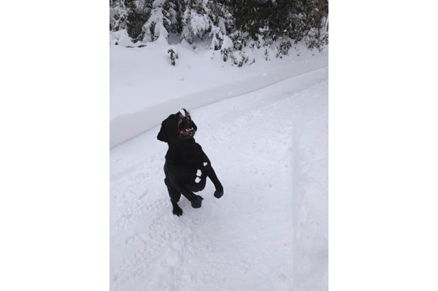 Dogs Who Absolutely Love Winter