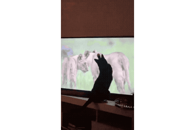 House cats fascinated by big cats on television