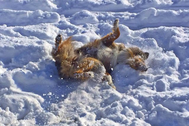 Dogs Who Absolutely Love Winter