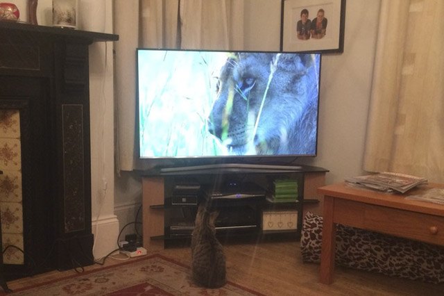 House cats fascinated by big cats on television