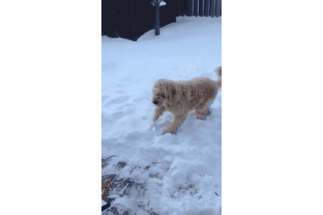Dogs Who Absolutely Love Winter