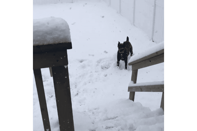 Dogs Who Absolutely Love Winter