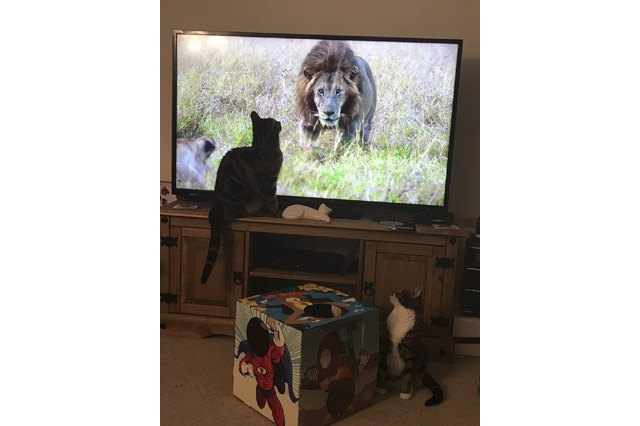 House cats fascinated by big cats on television