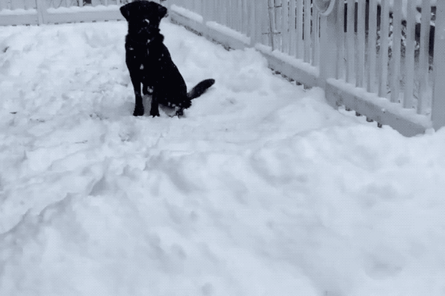 Dogs Who Absolutely Love Winter