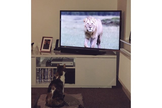 House cats fascinated by big cats on television