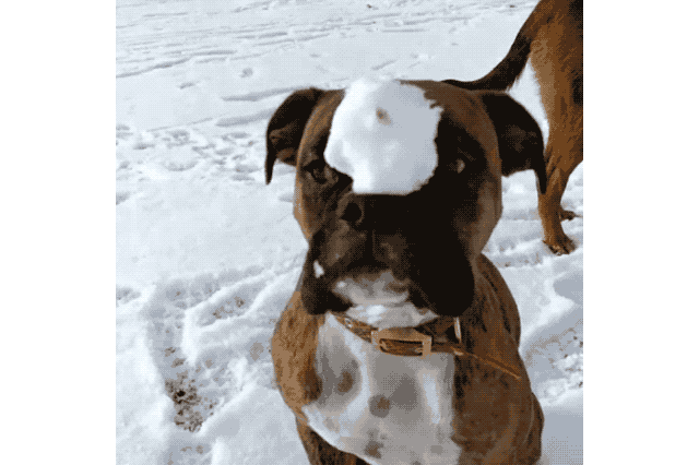 Dogs Who Absolutely Love Winter