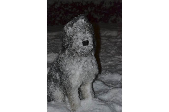 Dogs Who Absolutely Love Winter