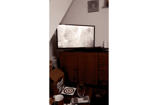 House cats fascinated by big cats on television