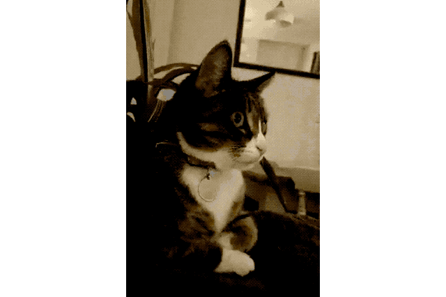 House cats fascinated by big cats on television