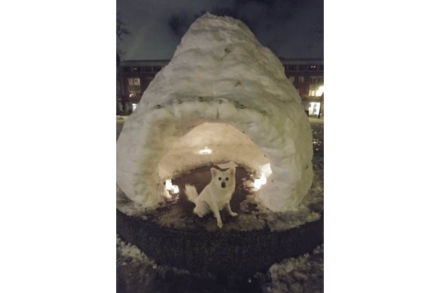 Dogs Who Absolutely Love Winter