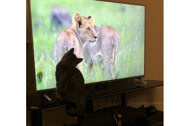 House cats fascinated by big cats on television