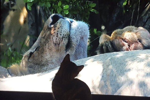 House cats fascinated by big cats on television