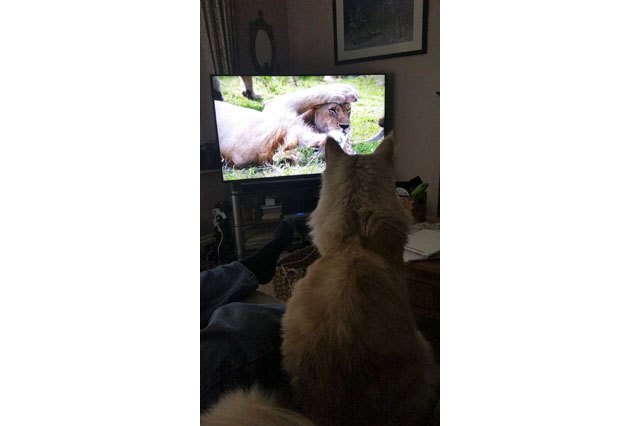 House cats fascinated by big cats on television